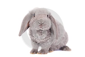 Grey lop-eared rabbit rex breed