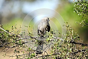 Grey Lourie or Go-Away bird - Botswana