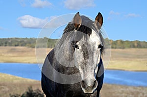 Grey lusitano horse