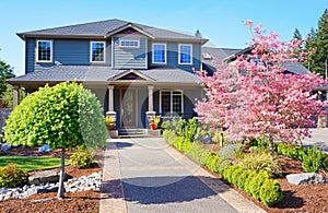 Grey luxury house with spring pink trees.