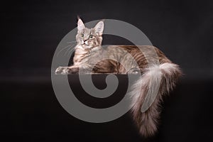 Grey Maine coon cat lying on black background