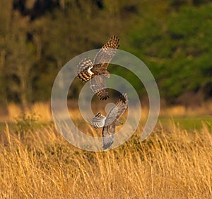 Grey Male and brown female Mating pair of Northern Harriers - Circus hudsonius