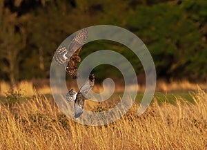 Grey Male and brown female Mating pair of Northern Harriers Circus hudsonius flying