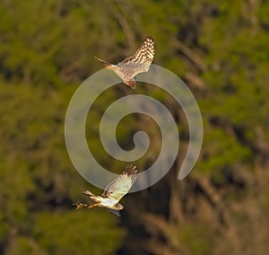 Grey Male and brown female Northern Harriers - Circus hudsonius - flying together in Florida performing mating ritual of tossing a