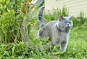 Grey male cat marking territory