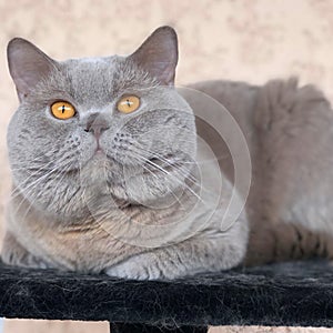 GREY MALE CAT MODEL BRITISH SHORTAIR