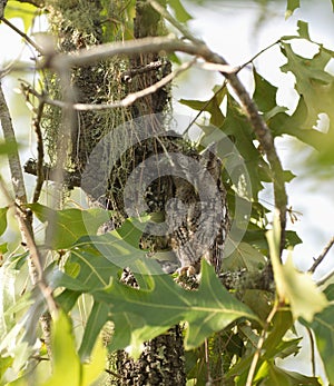 Grey male eastern screech owl - Megascops Asio - perched next to trunk of turkey oak tree bark - Quercus laevis - perfect