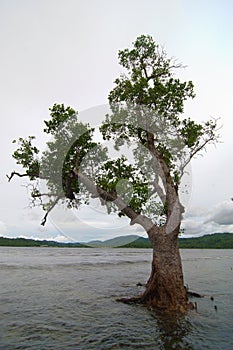 Grey Mangrove Tree