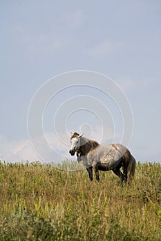 Grey mare in summer pasture