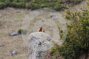 Grey marmot (Marmota baibacina) sitting on a rock