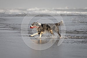 Grey merle border collie running in shallow water with red toy