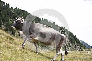 A grey Milk cow grazing on an alp in the Austrian mountains.