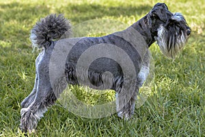 Grey Miniature Schnauzer dog comformation