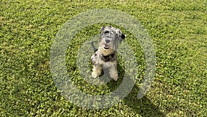 Grey miniature zwergschnauzer puppy is walking on a green lawn on nature in sunny day. Hunting, guarding dogs breed. Female doggy