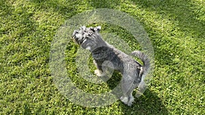 Grey miniature zwergschnauzer puppy is walking on a green lawn on nature in sunny day. Hunting, guarding dogs breed. Female doggy