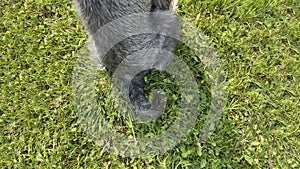 Grey miniature zwergschnauzer puppy is walking on a green lawn on nature in sunny day. Hunting, guarding dogs breed. Female doggy