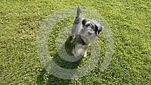 Grey miniature zwergschnauzer puppy is walking on a green lawn on nature in sunny day. Hunting, guarding dogs breed. Female doggy