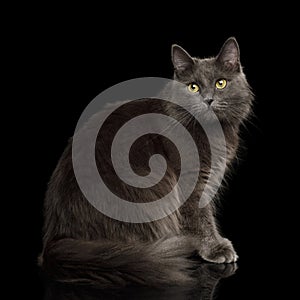 Grey mixed-breed cat on black background