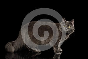 Grey mixed-breed cat on black background