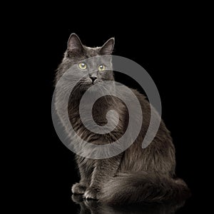 Grey mixed-breed cat on black background