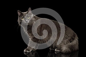 Grey mixed-breed cat on black background