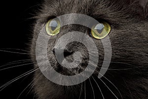 Grey mixed-breed cat on black background