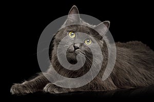 Grey mixed-breed cat on black background