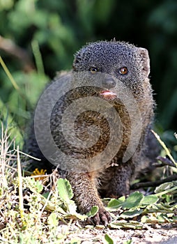 Grey Mongoose