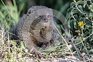 Grey Mongoose