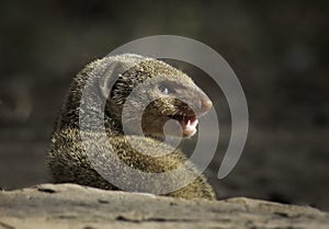 Grey mongoose face close-up, Herpestes edwardsi photo