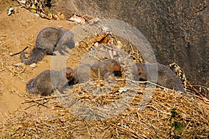Grey Mongoose family, Mount Abu, Rajasthan, India