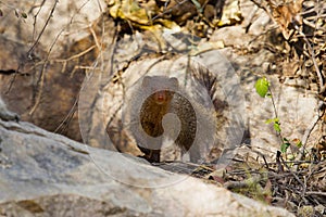 Grey Mongoose, Ranthambhore Tiger Reserve, Rajasthan, India