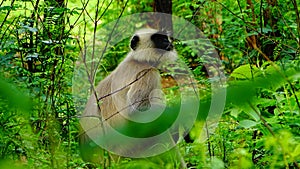 Grey Monkey, Trachypithecus.