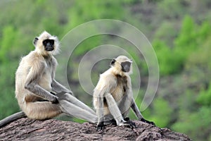 Grey monkeys unique posture