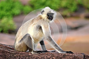 Grey monkeys unique posture