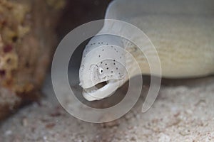 Grey Moray Eel on Coral Reef