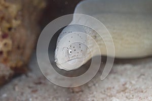 Grey Moray Eel on Coral Reef