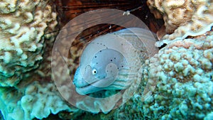 Grey moray eel,Gymnothorax griseus