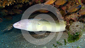Grey moray eel,Gymnothorax griseus