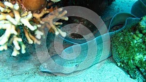 Grey moray eel,Gymnothorax griseus