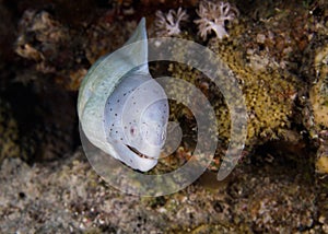 Grey moray Gymnothorax griseus eel with it`s head sticking out