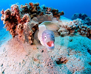 Grey Moray or Peppered Moray Eel Red Sea Attack photo