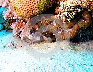 Grey Moray or Peppered Moray Eel Red Sea photo