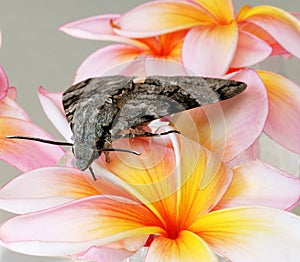Grey moth on frangipani