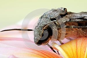 Grey moth on frangipani