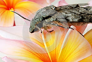 Grey moth on frangipani