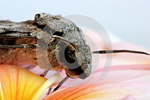 Grey moth on frangipani
