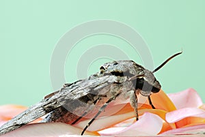 Grey moth on frangipani