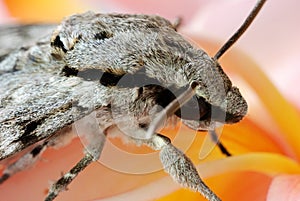 Grey moth on frangipani
