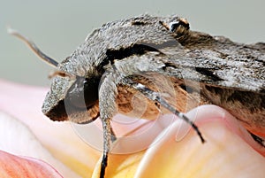 Grey moth on frangipani